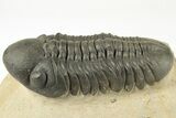 Prone Reedops Trilobite - Nice Eye Preservation #204079-3